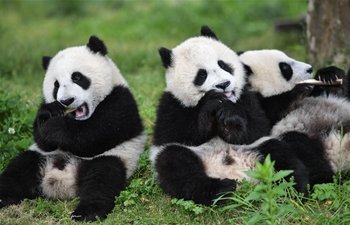 Baby Giant Pandas at 'Giant Pan